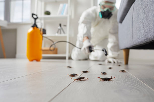 Affordable Termite Control solutions in Okolona, MS